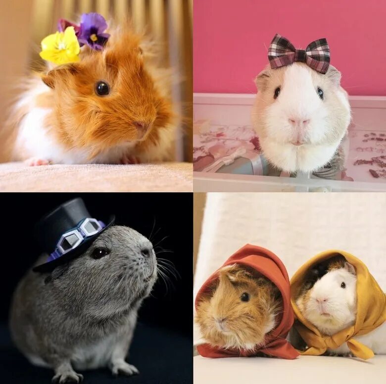 Имена для морских свино. Клички для морских свинок девочек. Морская свинка трехцветная. Имена для морских свинок. Имена для морских свиней.