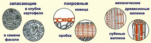 Типы тканей запасающая