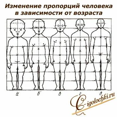 Изменить пропорции изображения. Типы пропорций тела человека. три основных типа пропорции тела человека. пропорции человека в зависимости от возраста. типы людей по пропорциям тела.