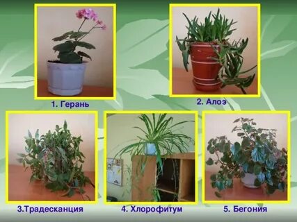 Кактус пеларгония сансевьера бегония плющ фикус
