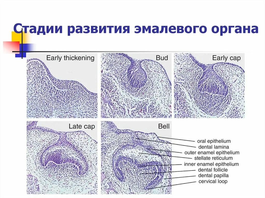 Стадии развития зуба. Развитие зуба эмалевый орган гистология. Ранняя стадия развития зуба гистология препарат. Развитие зуба эмалевый орган гистология препарат. Поздняя стадия развития зуба гистология препарат.