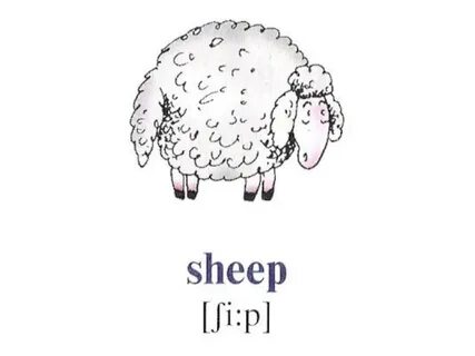 Как читается слово sheep
