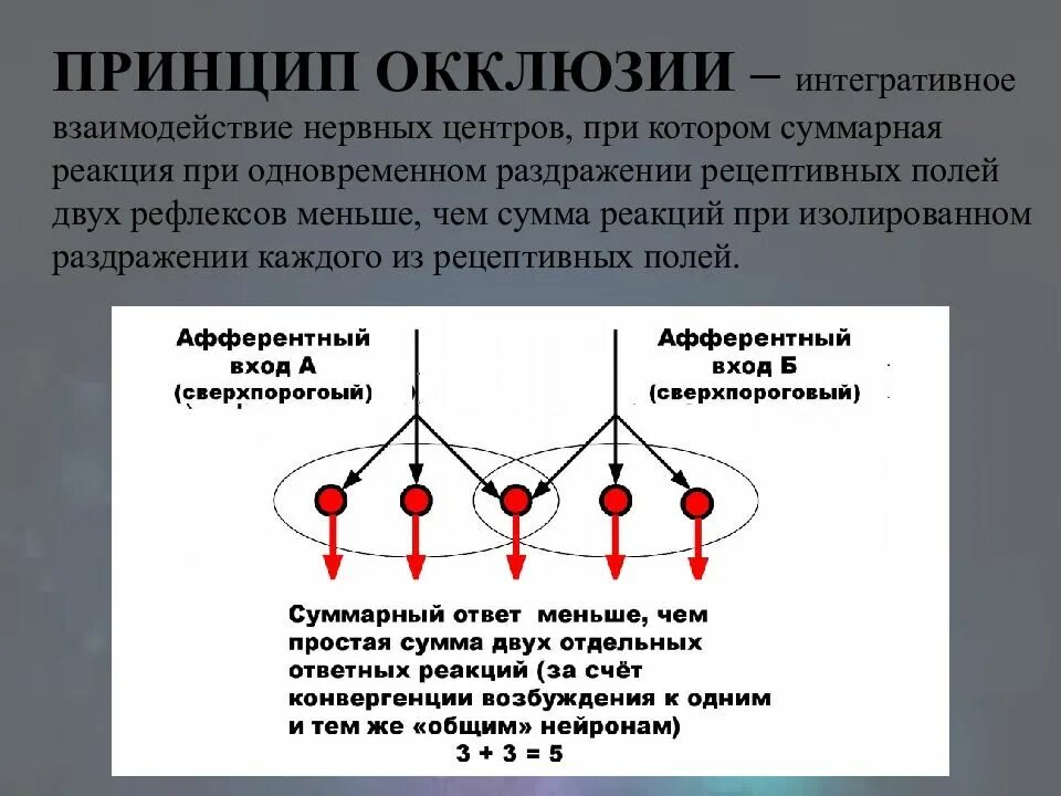 Облегчение физиология цнс. Иерархия нервных центров. Механизм координационной деятельности цнс. Окклюзия нервных центров. Свойства нервных центров физиология.