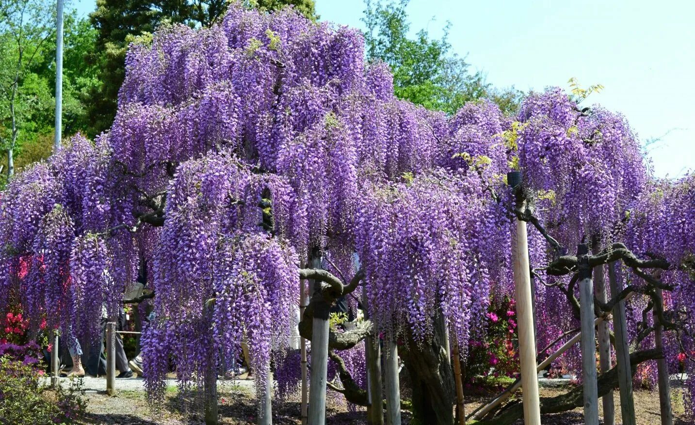 Дерево с сиреневыми цветами как называется. Глициния Wisteria. Глициния китайская Блю сапфир. Глициния Вистерия Синенсис.