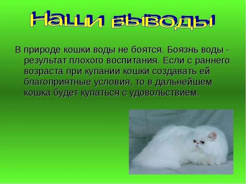 Кошка на природе. Животные кот. Европейская короткошерстная кошка полосатая. Кошка на природе. Зачем природе кошки.
