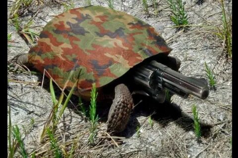 Боевые черепашки