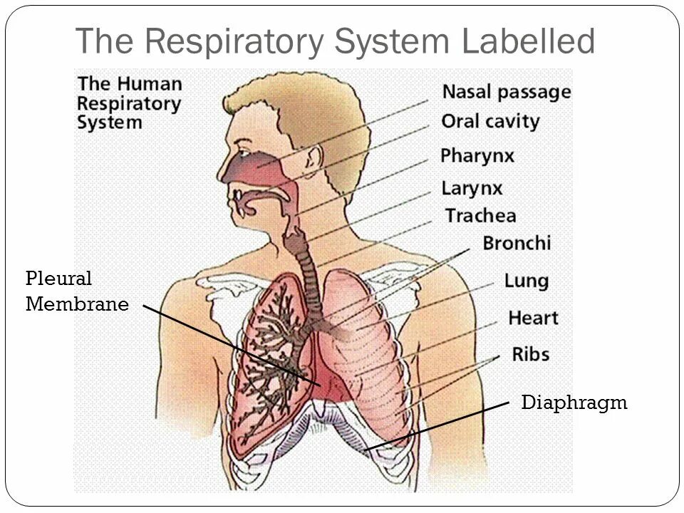 Primary system. Human Respiratory System. Дыхательная система человека. Gas Exchange of Respiratory System. Дыхательная система человека на английском.