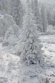Не очень заснеженный