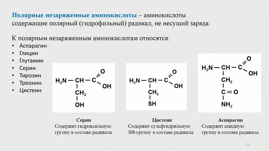 Полярные заряженные аминокислоты. Группы радикалов. Строение радикала цистеина. Аминокислоты содержащие амидную группу. Состав радикалов аминокислот