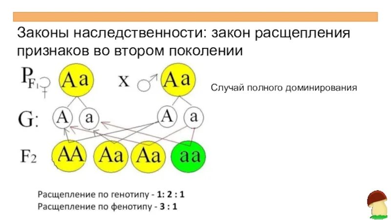 Особи в потомстве которых наблюдается расщепление