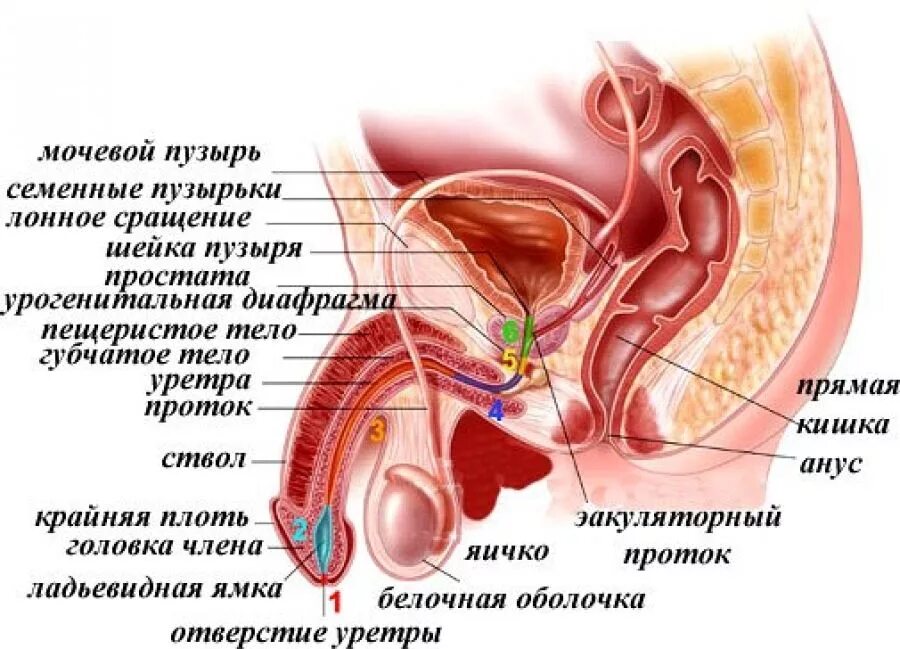 Мочевые органы мужчины