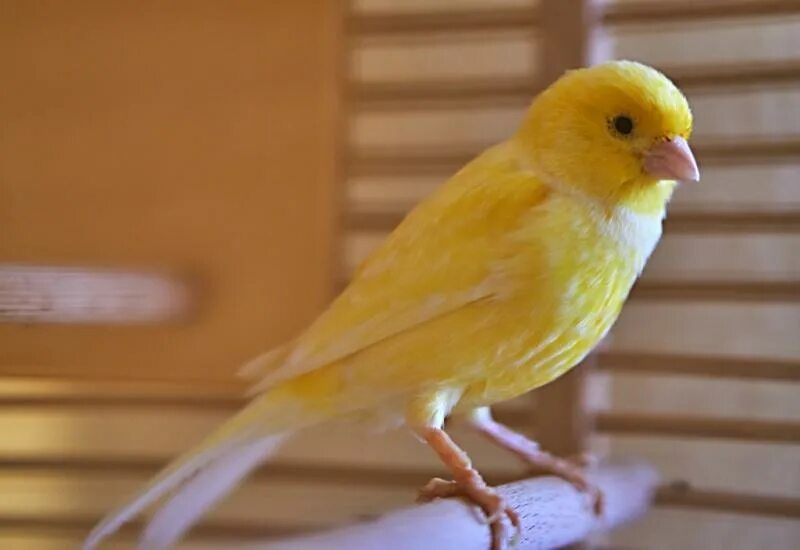 Gd 50 кенар. Перьевая киста у кенара. Кенар самец. Самка канарейка самец кенар. Кенар серо желтый.