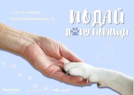 Движение первых помощь животным