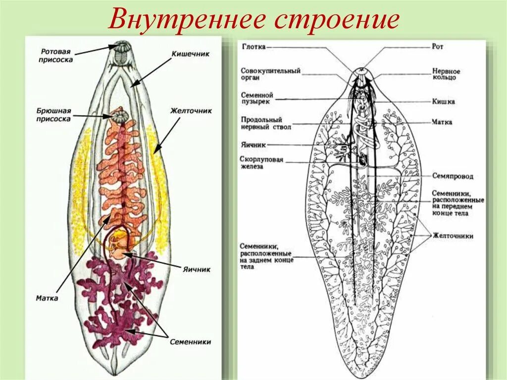 Внутреннее строение плоских. Строение типа плоских червей. Строение плоских червей 7. Внешнее строение плоских червей. Внутренне строение плоских червей.