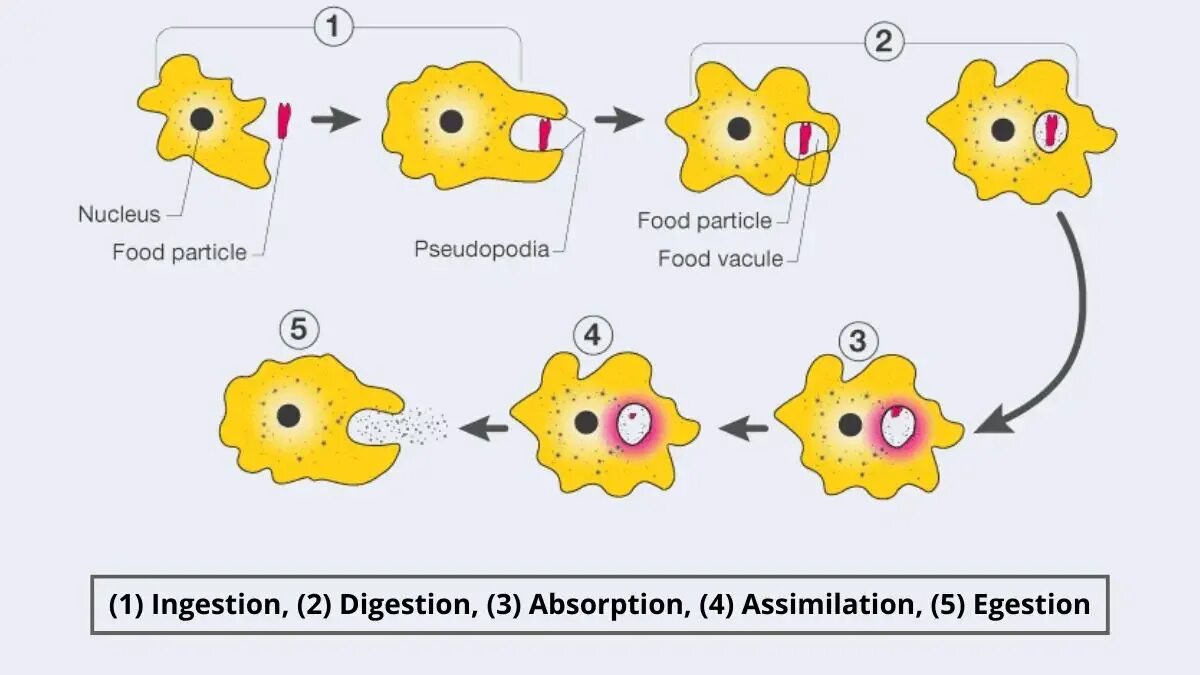 Тест половое размножение 10 класс. Половое размножение амебы. nutrition in amoeba. ос amoeba. амёба диаграмма.