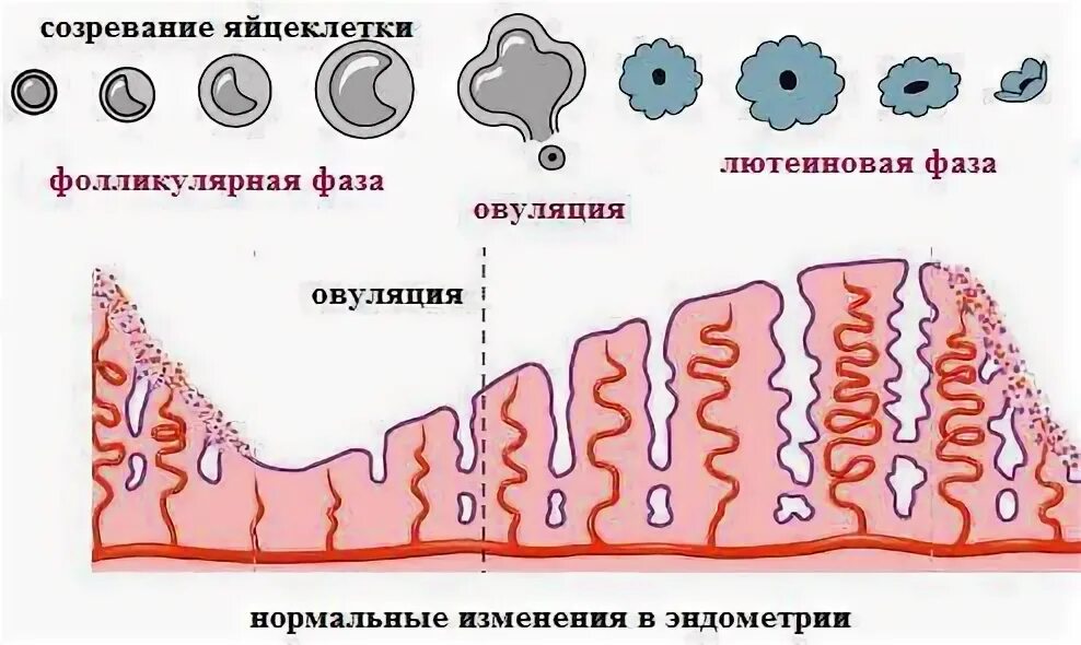 Фолликулярная овуляция. Овуляция и лютеиновая фаза. Лютеиновая фаза и фолликулиновая фаза. Лютеиновую фазу цикла. Фолликулярная овуляторная и лютеиновая.