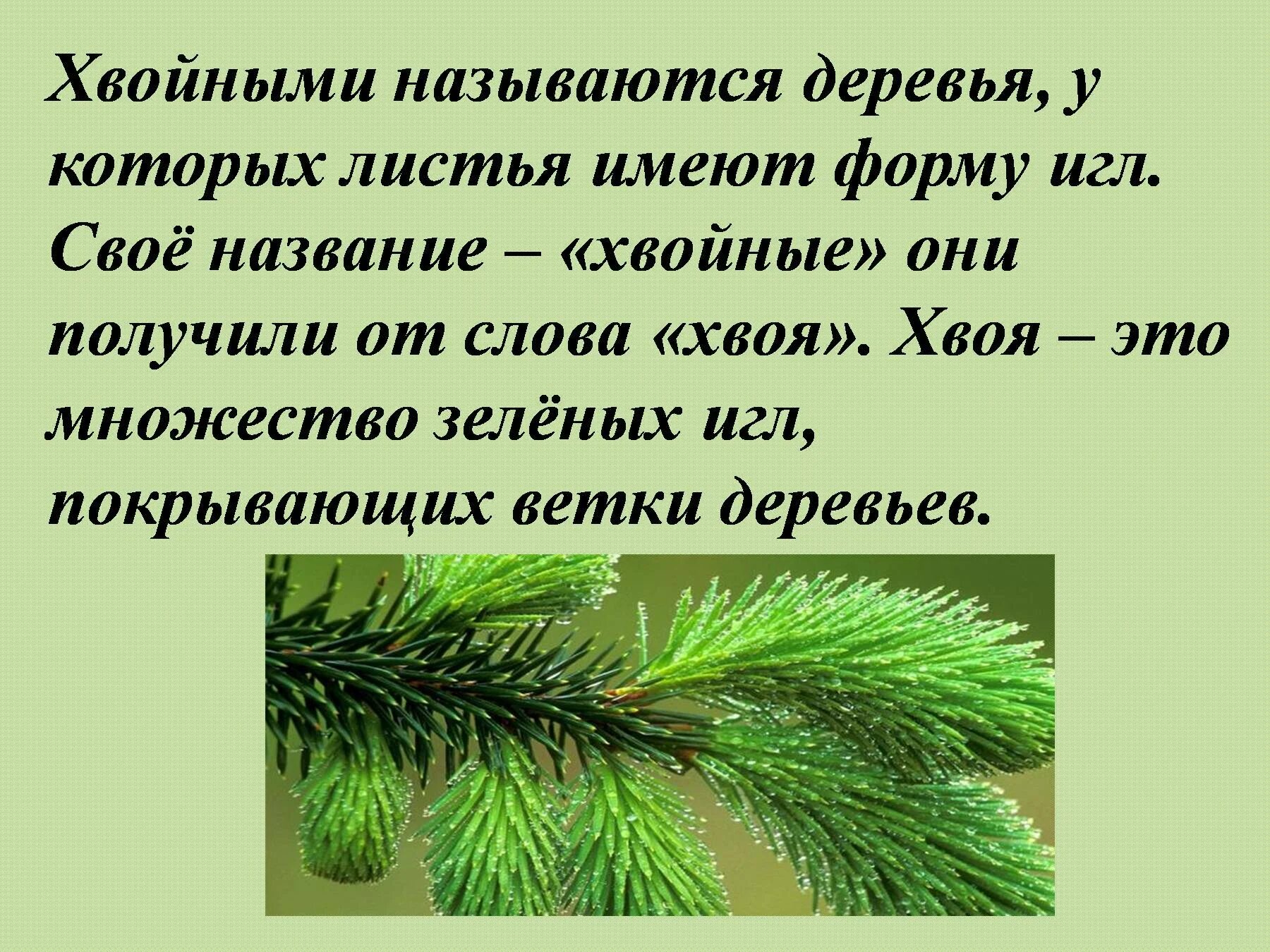 Длина хвойных деревьев. Длина хвойных деревьев