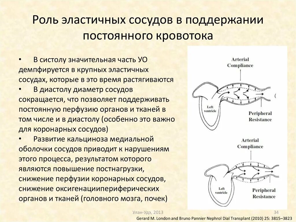 Отвечают за эластичность сосудов выполняют защитную функцию. Роль эластичности сосудов в системе кровообращения. значение эластичности сосудов для кровотока.. уменьшение эластичности сосудов. эластичность капилляров.