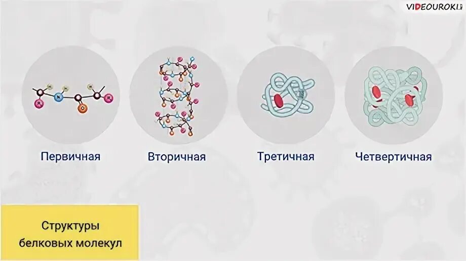 Значение белков в составе клетки