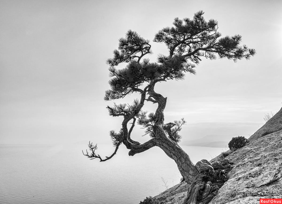 Горы белое дерево. Хуаншань сосна бонсай. Пейзаж монохром. Пейзаж чб. Одинокая сосна на скале.