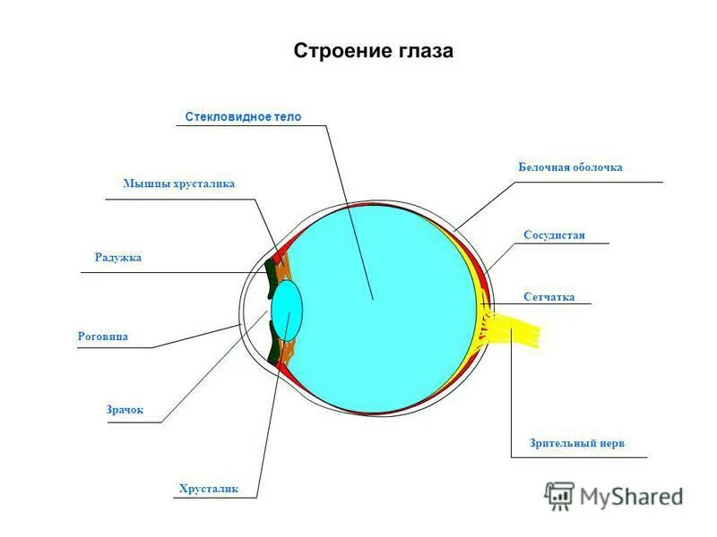 Как называется прозрачная часть белочной оболочки глаза. Белочная оболочка глазного яблока. Глаз мышцы глаза белочная оболочка. Строение глаза роговица радужка. Зрительный анализатор строение глаза.