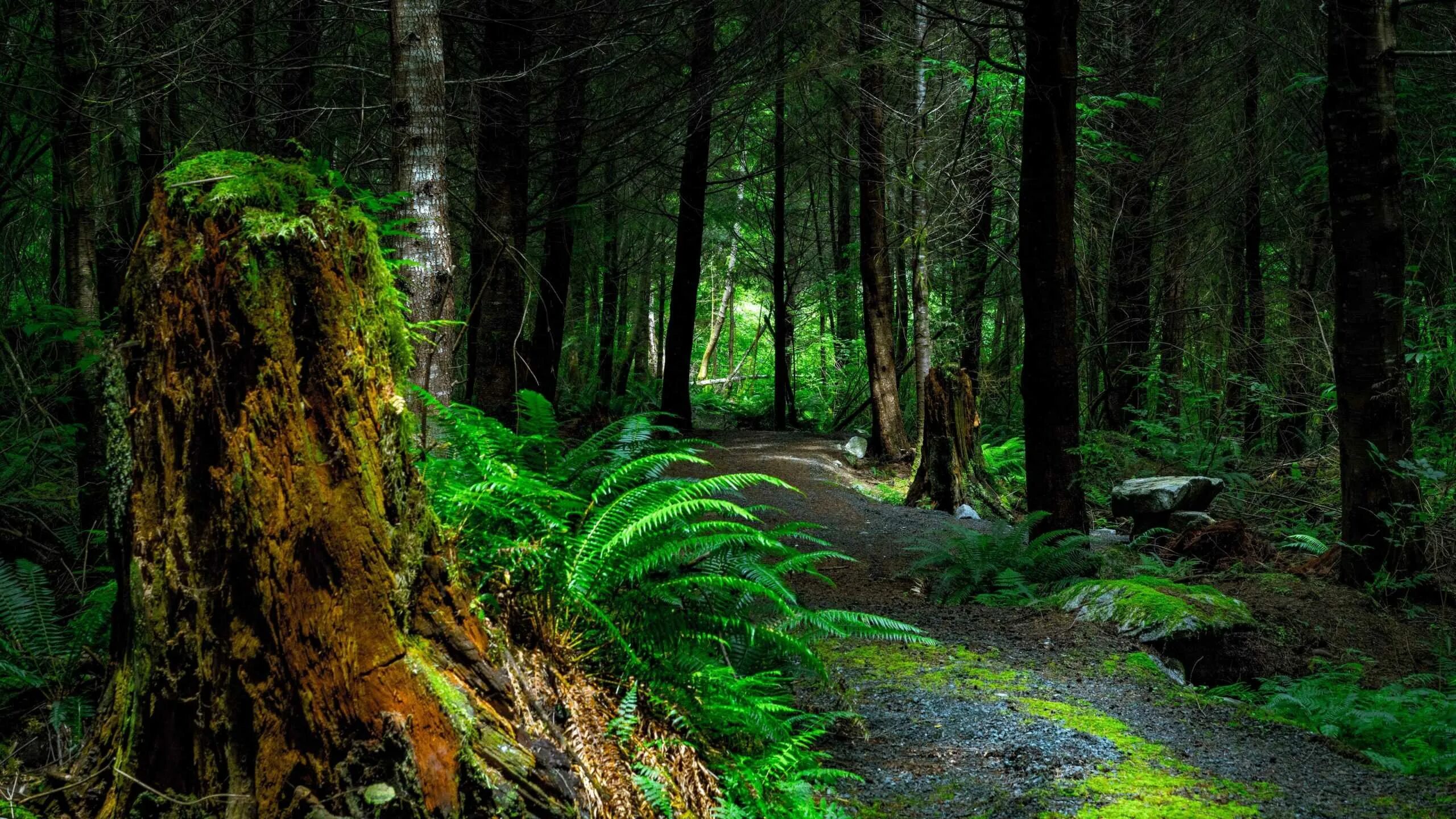 P forest