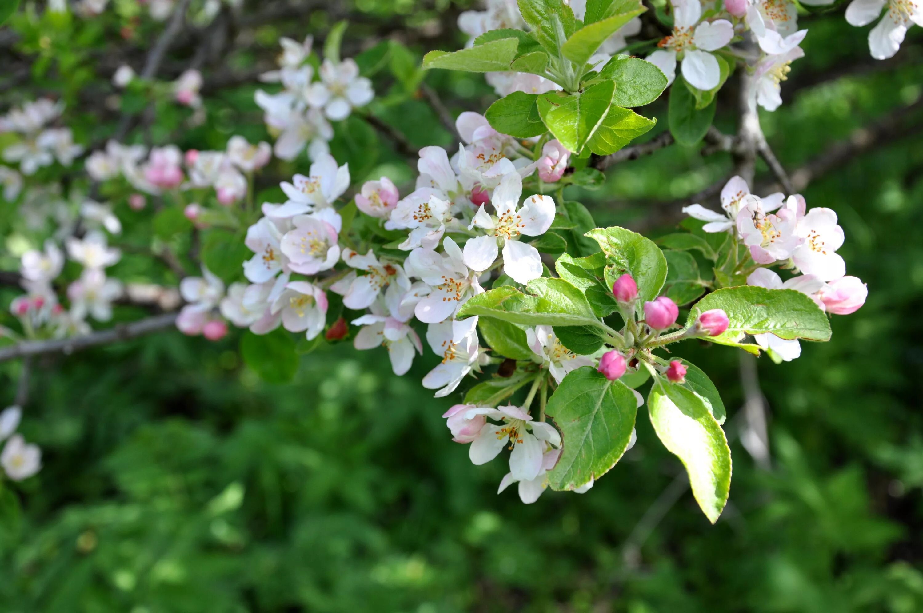 Яблоки дикая яблоня. Яблоня Лесная Malus Sylvestris. Яблоня Лесная (дичок). Яблоня дичка. Яблоня Лесная (Дикая) (Malus Sylvestris).