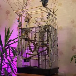 Клетки юли