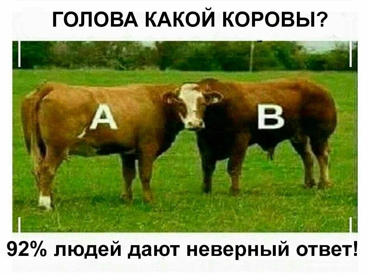 Что у коровы впереди у быка позади. Корова спереди. Какая голова у коровы. Мемы с коровами. Корова Мем.