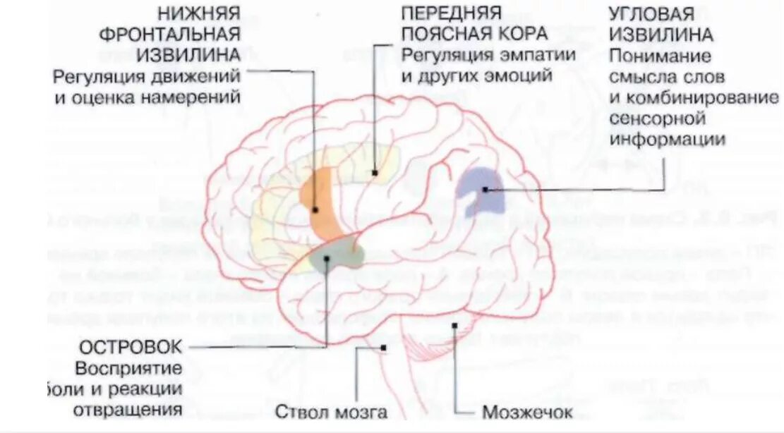 Функциональные состояния головного мозга. Строение мозга аутиста. Зеркальные Нейроны мозга. Головной мозг при аутизме. Зоны головного мозга при аутизме.