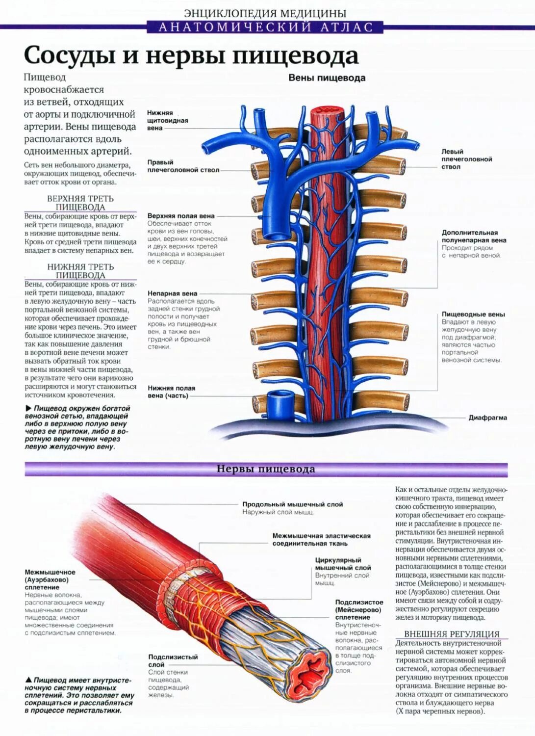 Нервный пищевод. Венозное сплетение пищевода. Кровоснабжение и венозный отток пищевода. Венозный отток пищевода анатомия. Отток крови от пищевода.