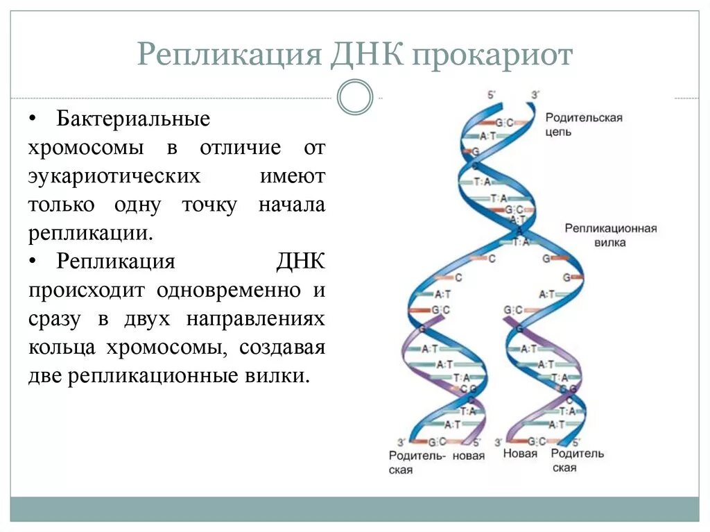 Расплетание цепей днк. Репликация ДНК У бактерий микробиология. Схема репликации ДНК эукариотических клеток. Схема репликации ДНК эукариот. Ферменты репликации эукариот.