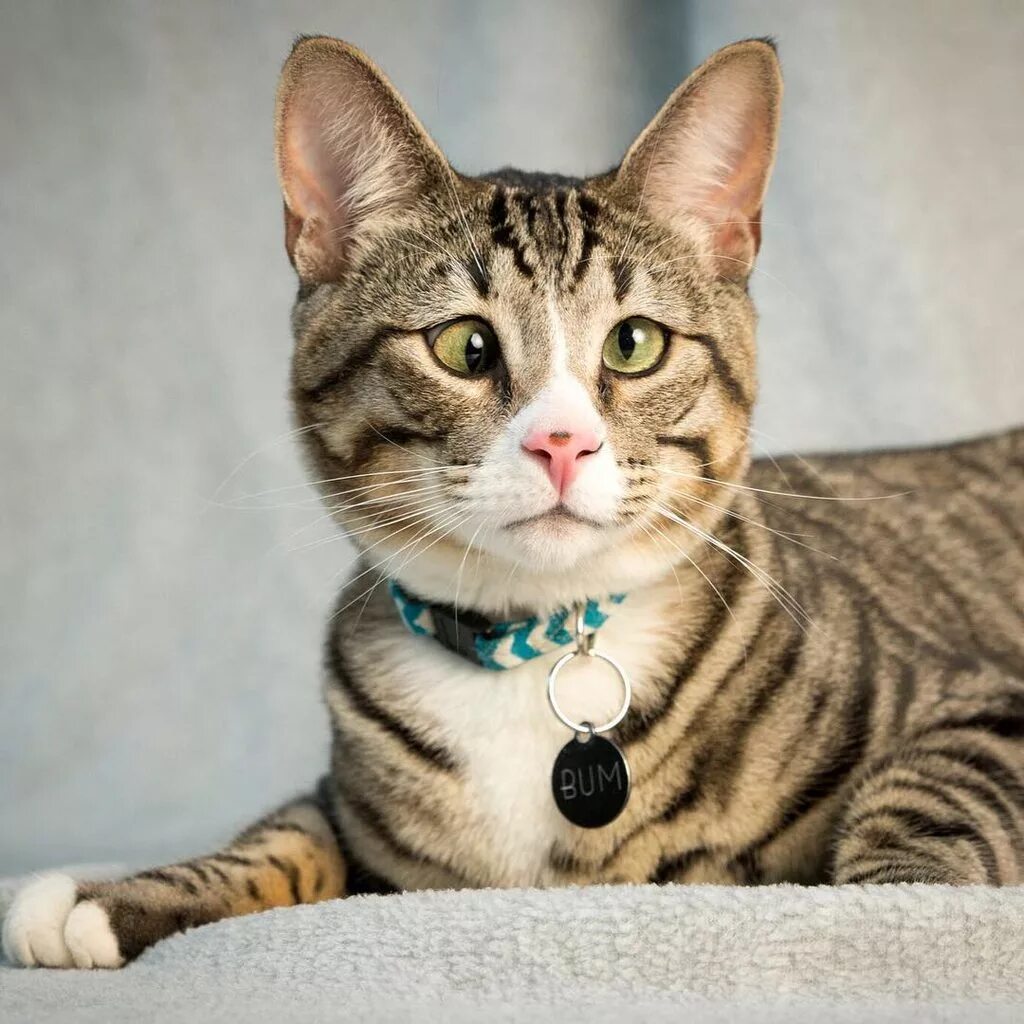 бенгальская рысь. серенгети кошка табби. покажи породу котиков. разные породы кошек. коты разных пород.