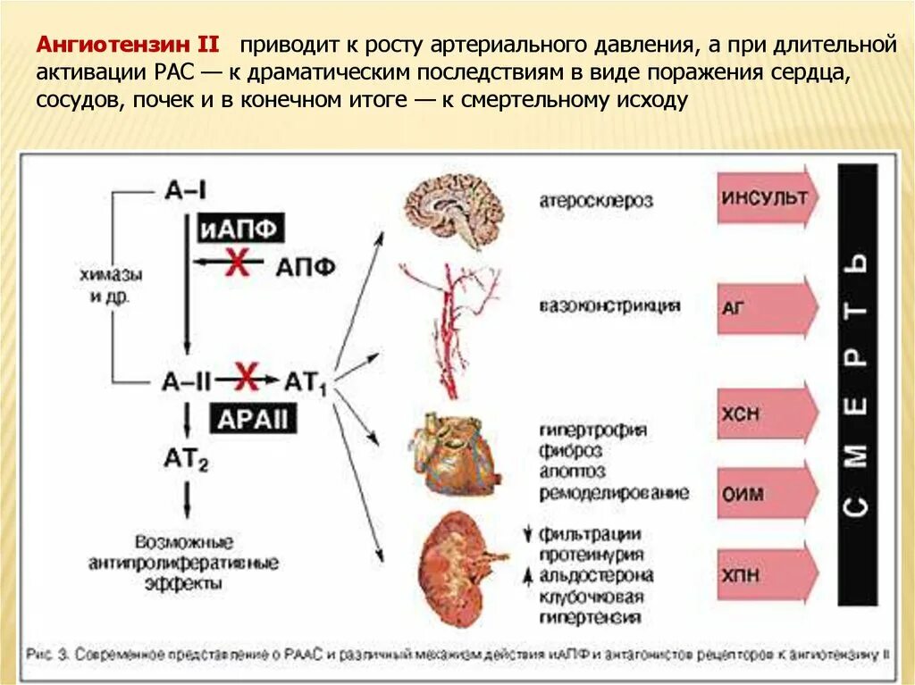 Биологические эффекты ангиотензина II. Гормон ангиотензин 2. Ангиотензин 2 строение. Ангиотензин II образуется в.