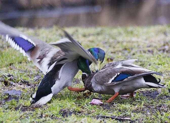 Селезни дерутся. Лошадки и утки. Конкуренция пингвинов. Сражаться с одной уткой размером. Драка с утками.