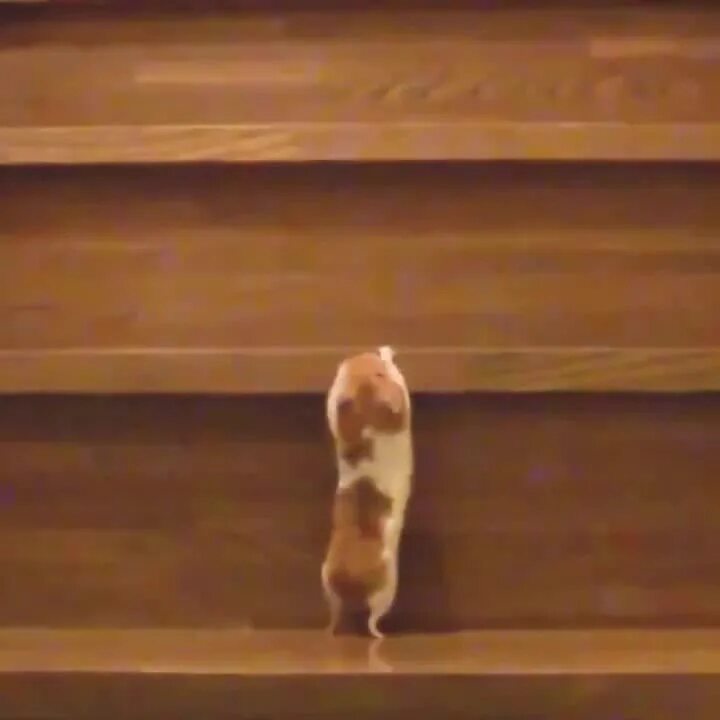 шифр 4 2024 хомяк