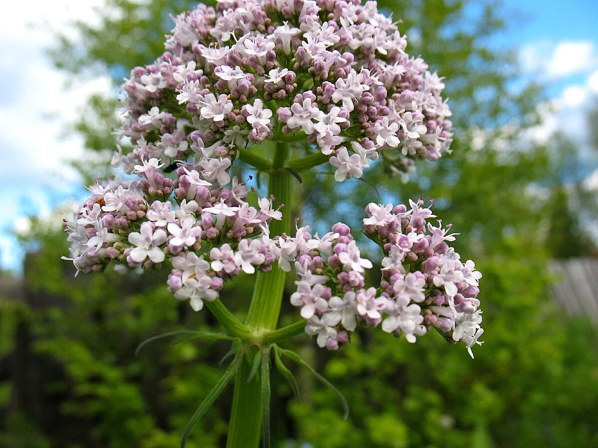 Валерьянка трава. Валериана лекарственная (Valeriana officinalis). Валерьяна Цветущая. Валериана двудомная. Валерина двудомная.