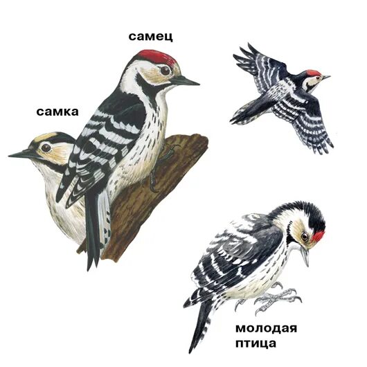 Самец дятлов. Как называют самку дятла. Как называют самку дятла. Как называют самку дятла. Большой пестрый дятел самка.