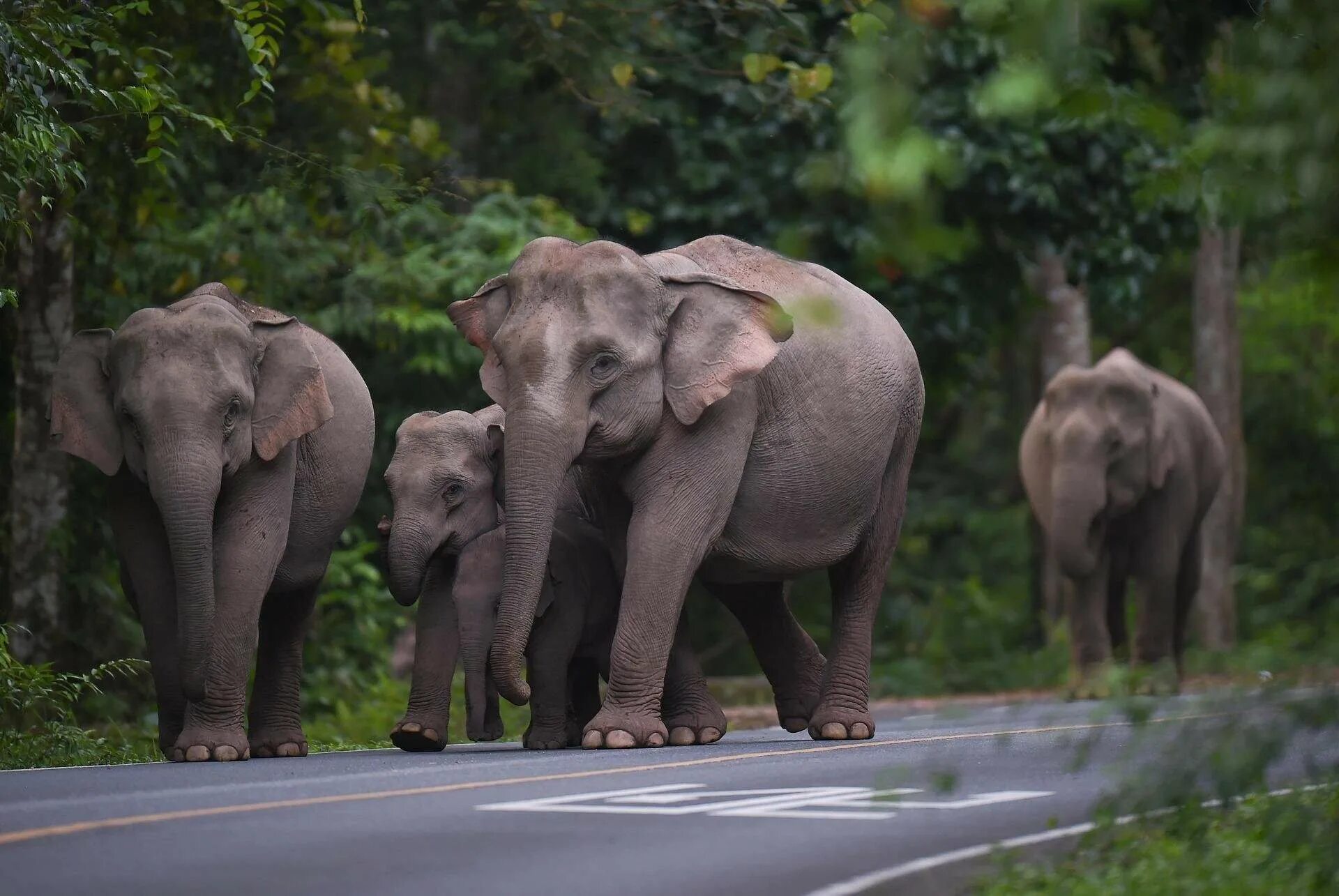 4 слоника. Слоны. Фото слонов. Индийский слон. Стадо слонов.