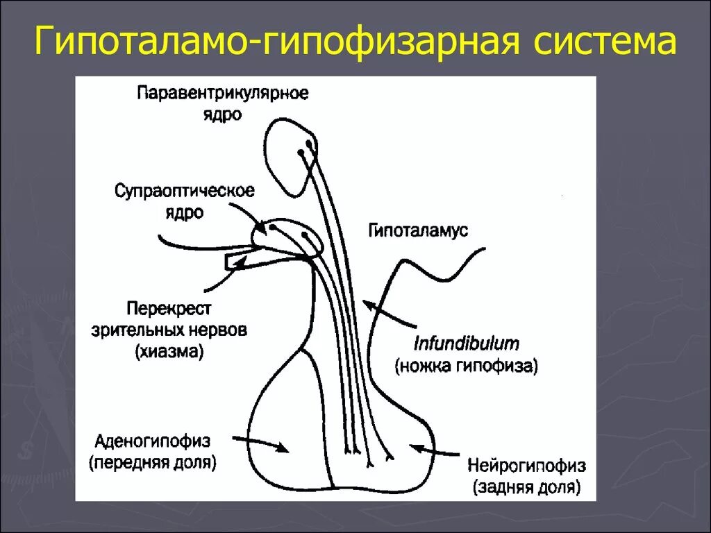 Анатомические структуры передней доли гипофиза. Гипофиз расположение доли нейрогипофиз аденогипофиз. Строение гипофиза железы внутренней секреции.