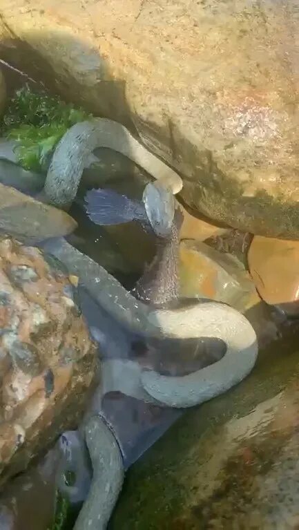 Желтобрюхий полоз анапа. Гигантские змеи в анапе. В анапе выплыла змея. Водяные змеи в анапе. Змеи в черном море анапа.