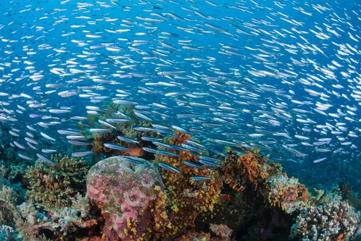 С участием живых организмов происходит мирового океана. The Coral Triangle. Биоресурсы мирового океана. Биологические ресурсы океана. Водные биоресурсы.