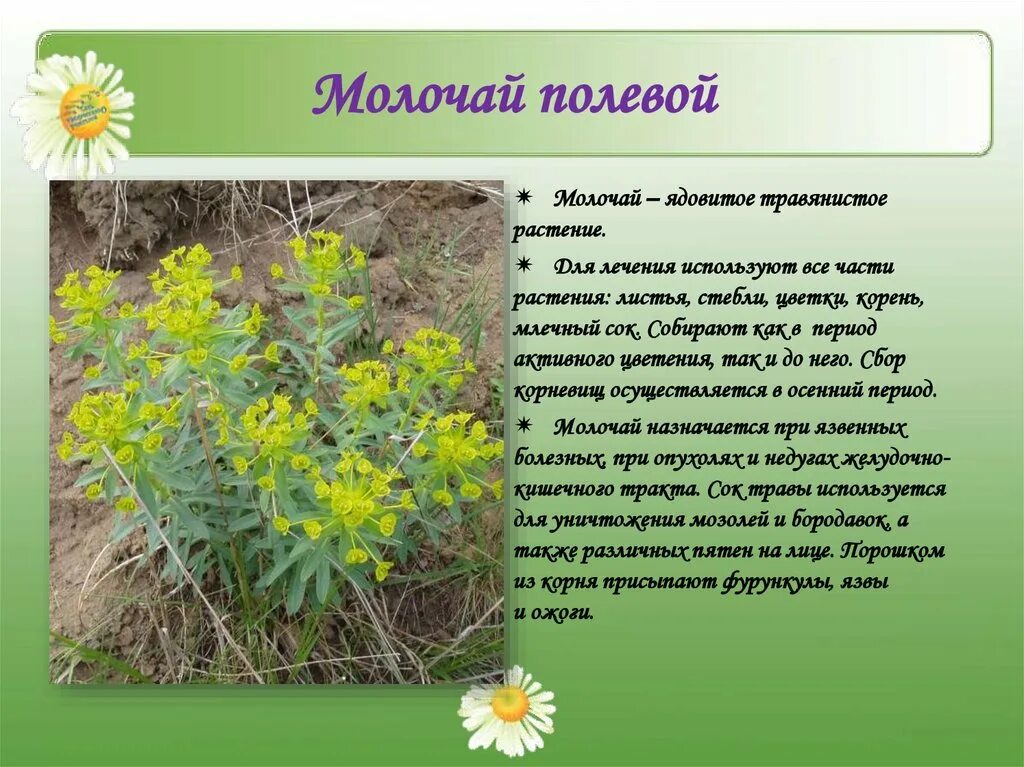 Целебная трава 6. Лекарственные растения. Лечебные растения. Лекарственные растения Дагестана. Описание растения.