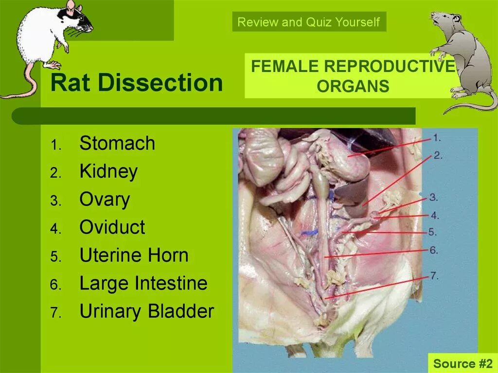 Reproduction in plants. Женская репродуктивная система 3d модель. У крыс есть мочевой пузырь. Изображение женской репродуктивной системы. Reproductive organs.