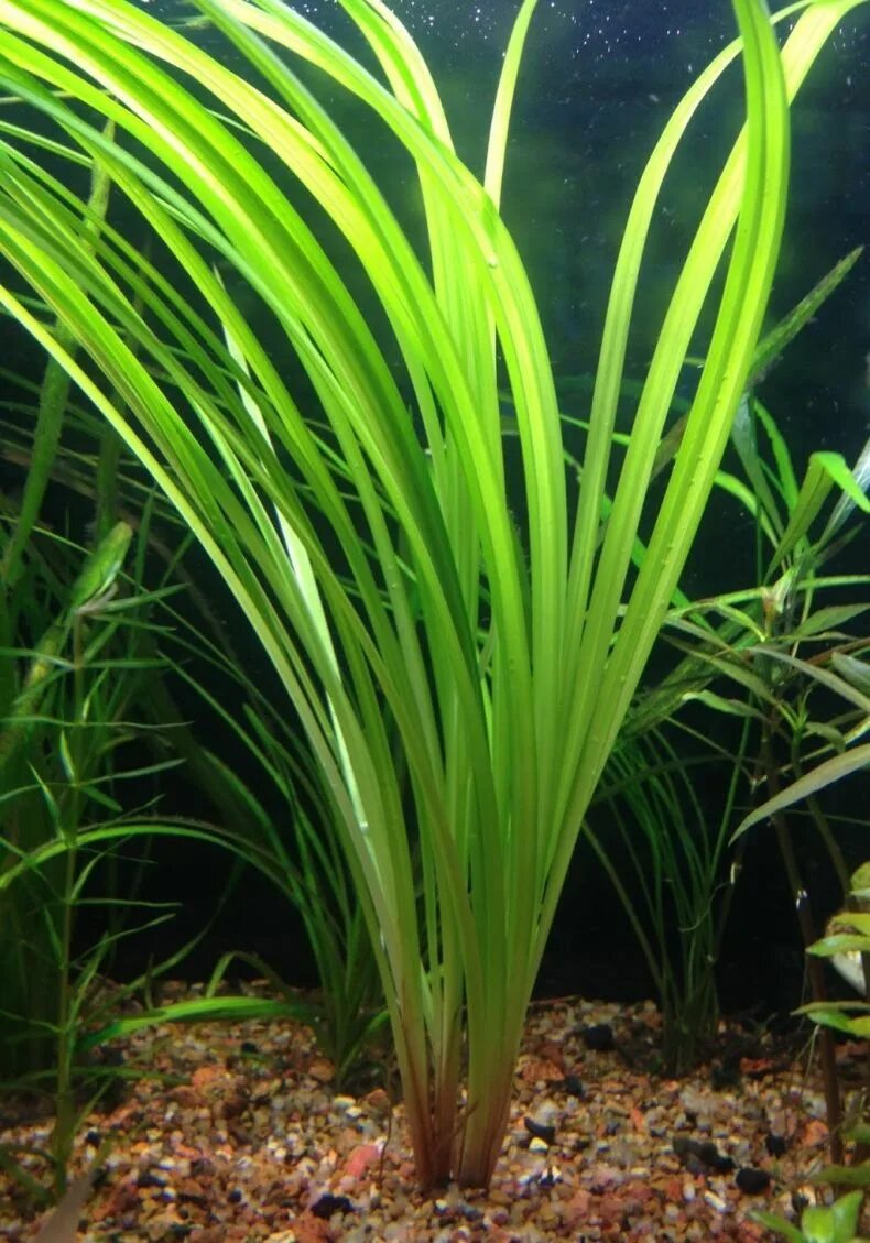 Аквариумные растения аквариумные растения. Валлиснерия спиральная крученолистная. Валлиснерия спиральная аквариумное. Аквариумные растения. Роголистник, валлиснерия, криптокорины.