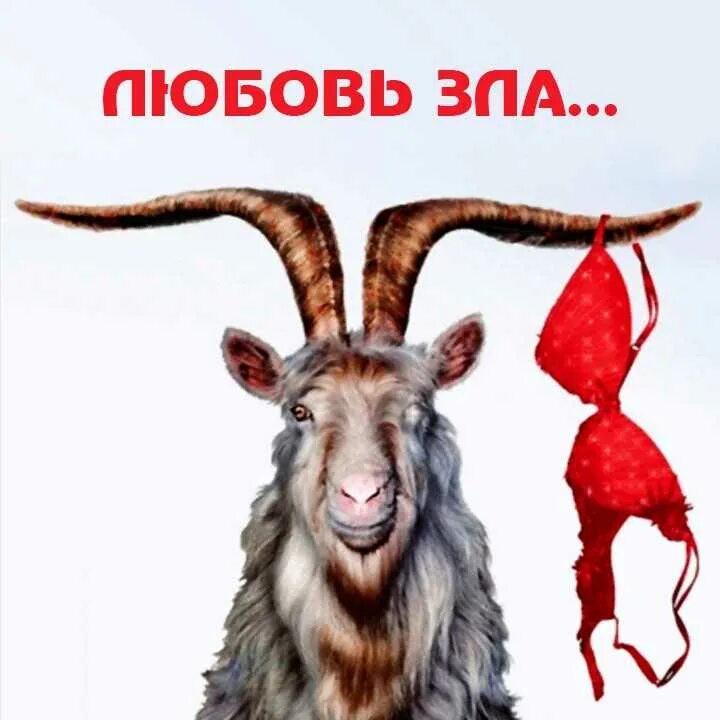 Ты козел. Козел останется козлом , хоть. козлы красноярска. хоть накорми его досыта козел останется козлом. хоть отруби ему копыта козёл останется козлом.