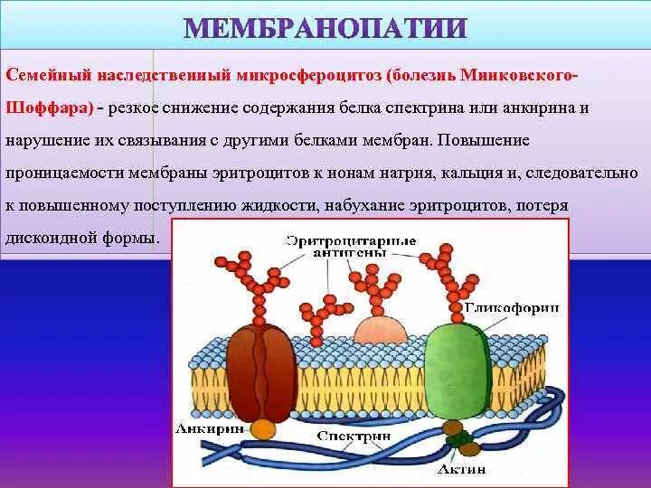Повышает проницаемость клеточных мембран. Проницаемость мембраны эритроцитов. мембранопатии. мембранопатии эритроцитов. проницаемость оболочки эритроцитов.