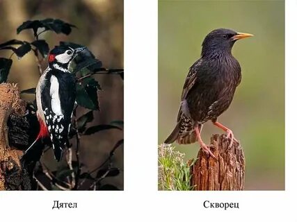 Дятел скворец