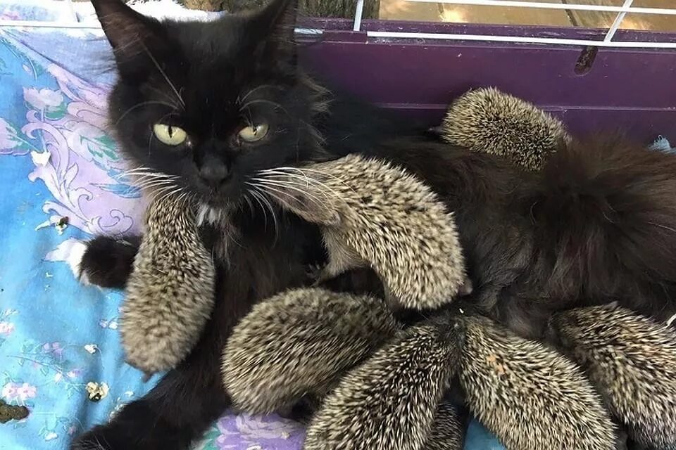 Какой ешкин кот. Ёжкин кот. ёжкин кот или ешкин кот. кошка усыновила ежат. ешкин кот картинки.