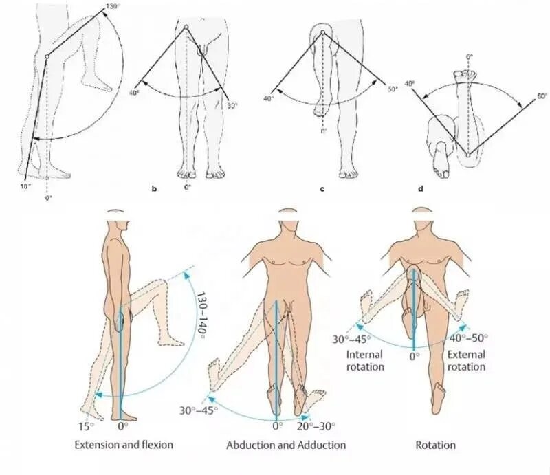 Максимальные движения суставов. Углы движения тазобедренных суставов норма таблица. Норма сгибания и разгибания в тазобедренном суставе. Объём движений в тазобедренном суставе в норме. Объем движений в тазобедренном суставе таблица.